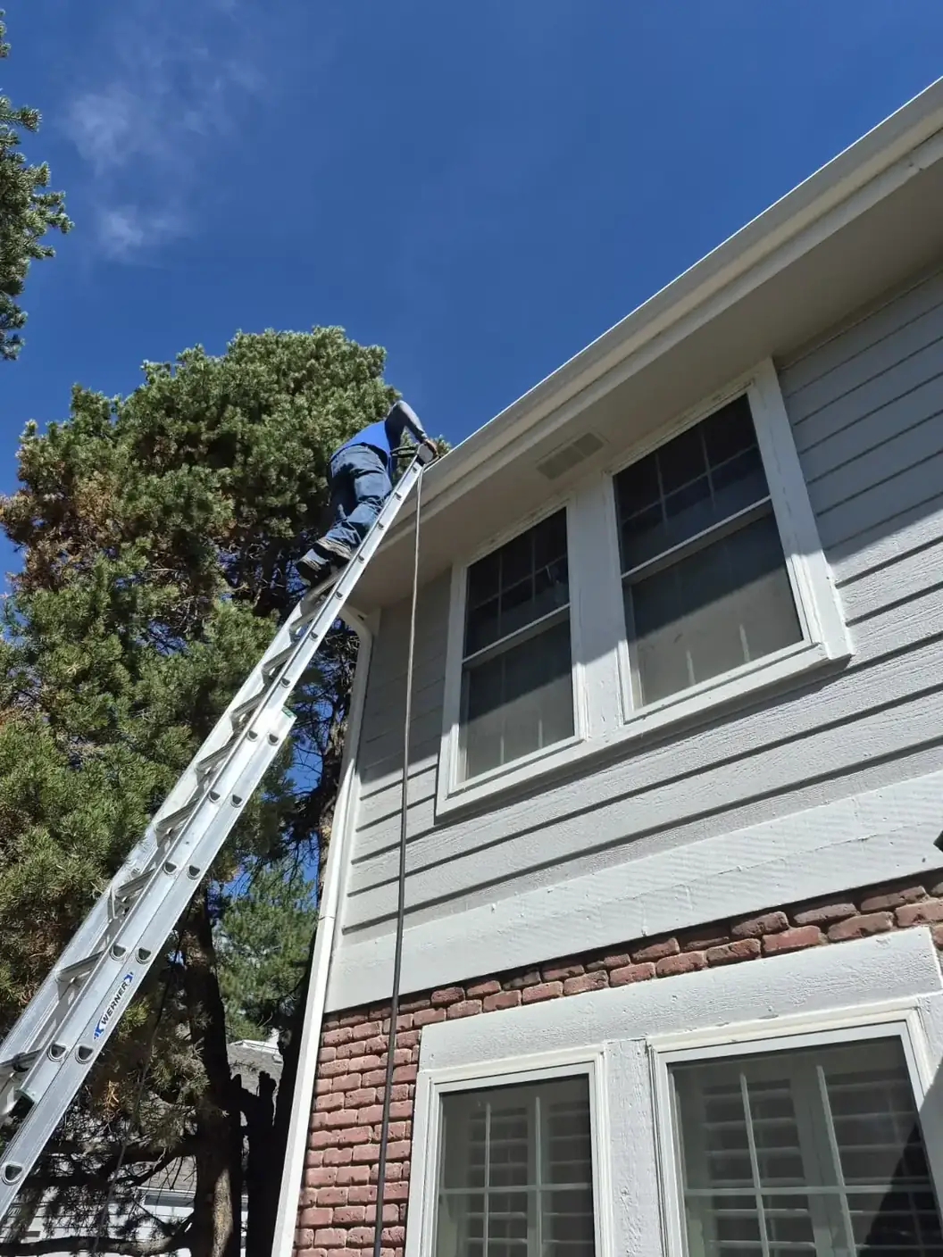 Joe's Window Cleaning technician on an extension ladder clearing a residential gutter near a pine tree